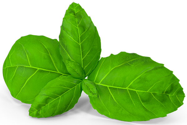 image-folhas-verdes-hero-banner